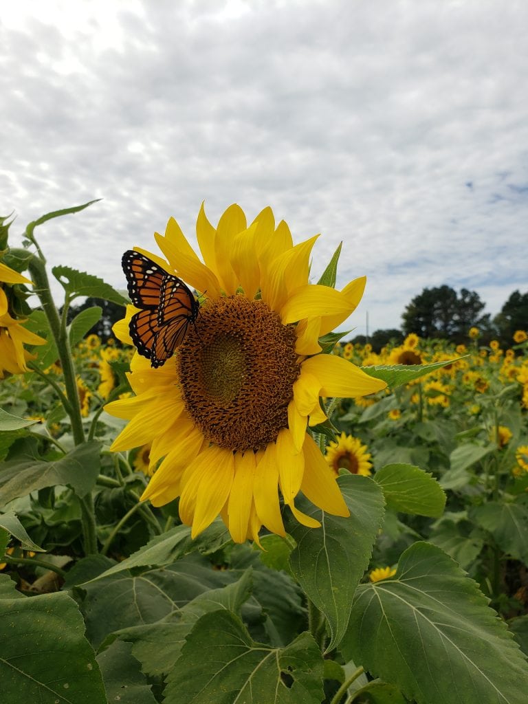 A butterfly sitting on a sunflower.