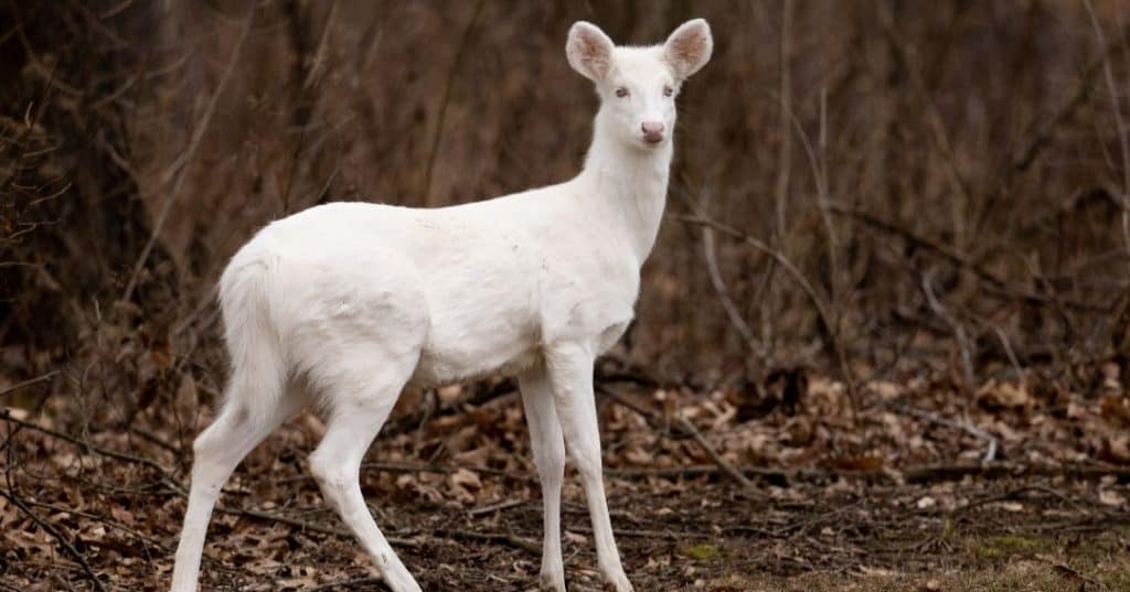 The Legend of the White Doe - Phoenyx Travels
