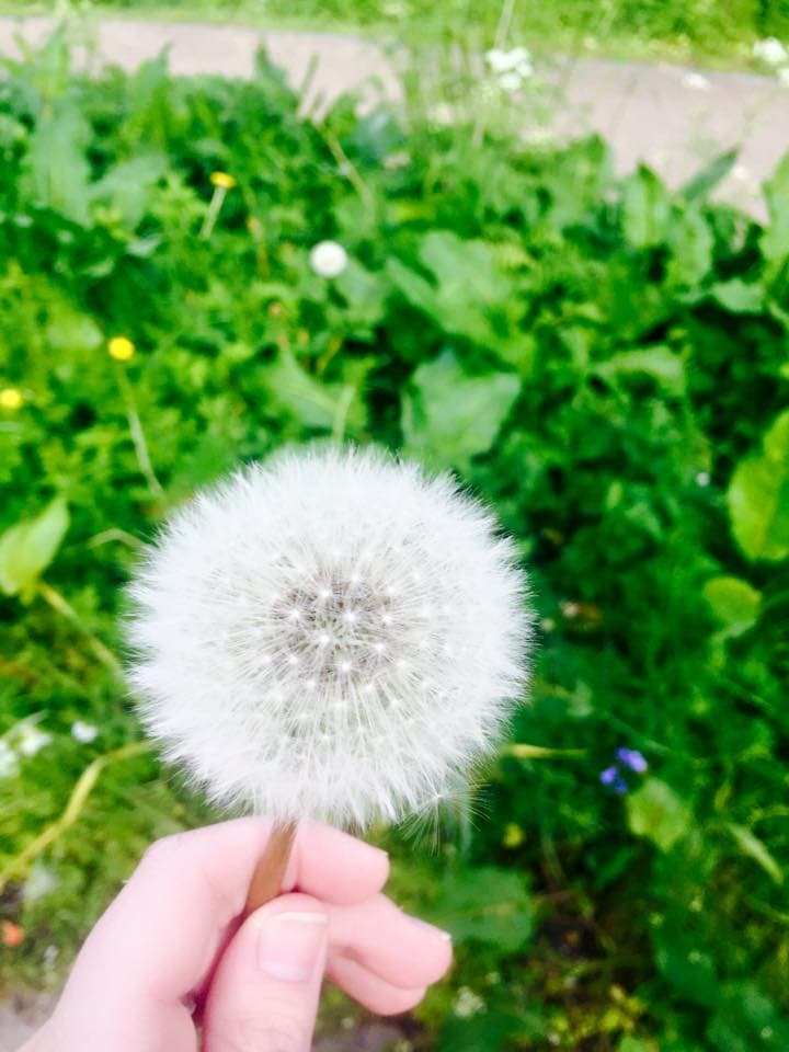 Giant dandelion amidst a garden in Downpatrick, Ireland.