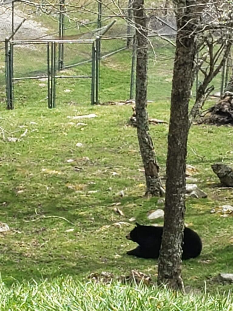 A black bear rests in a grassy enclosure at the Grandfather Mountain Zoo, surrounded by trees and a natural setting. The enclosure is spacious and includes fencing in the background, blending into the wooded environment.