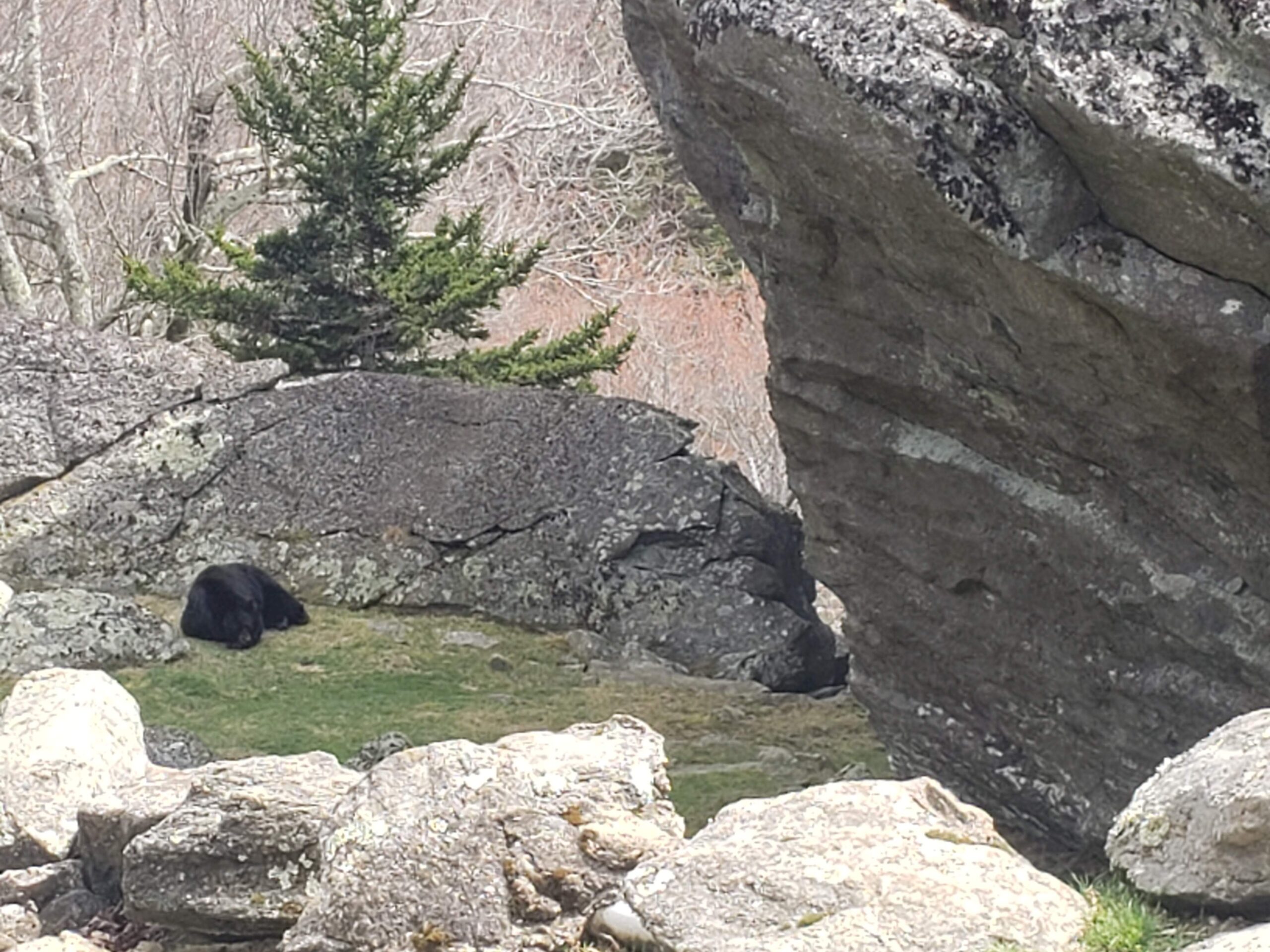 A black bear rests peacefully on a patch of grass within a rocky enclosure at Grandfather Mountain Zoo. The natural habitat is surrounded by large boulders, evergreen trees, and bare branches, creating a tranquil and rustic setting.