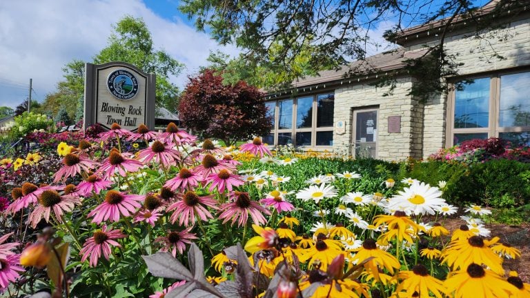 A vibrant flower garden with pink coneflowers, yellow black-eyed Susans, and white daisies in front of the Blowing Rock Town Hall, a stone building with large windows, set against a backdrop of trees and a blue sky. This image is also the featured image for the post 'Discover Downtown Blowing Rock, NC: A Must-Visit Mountain Town'.