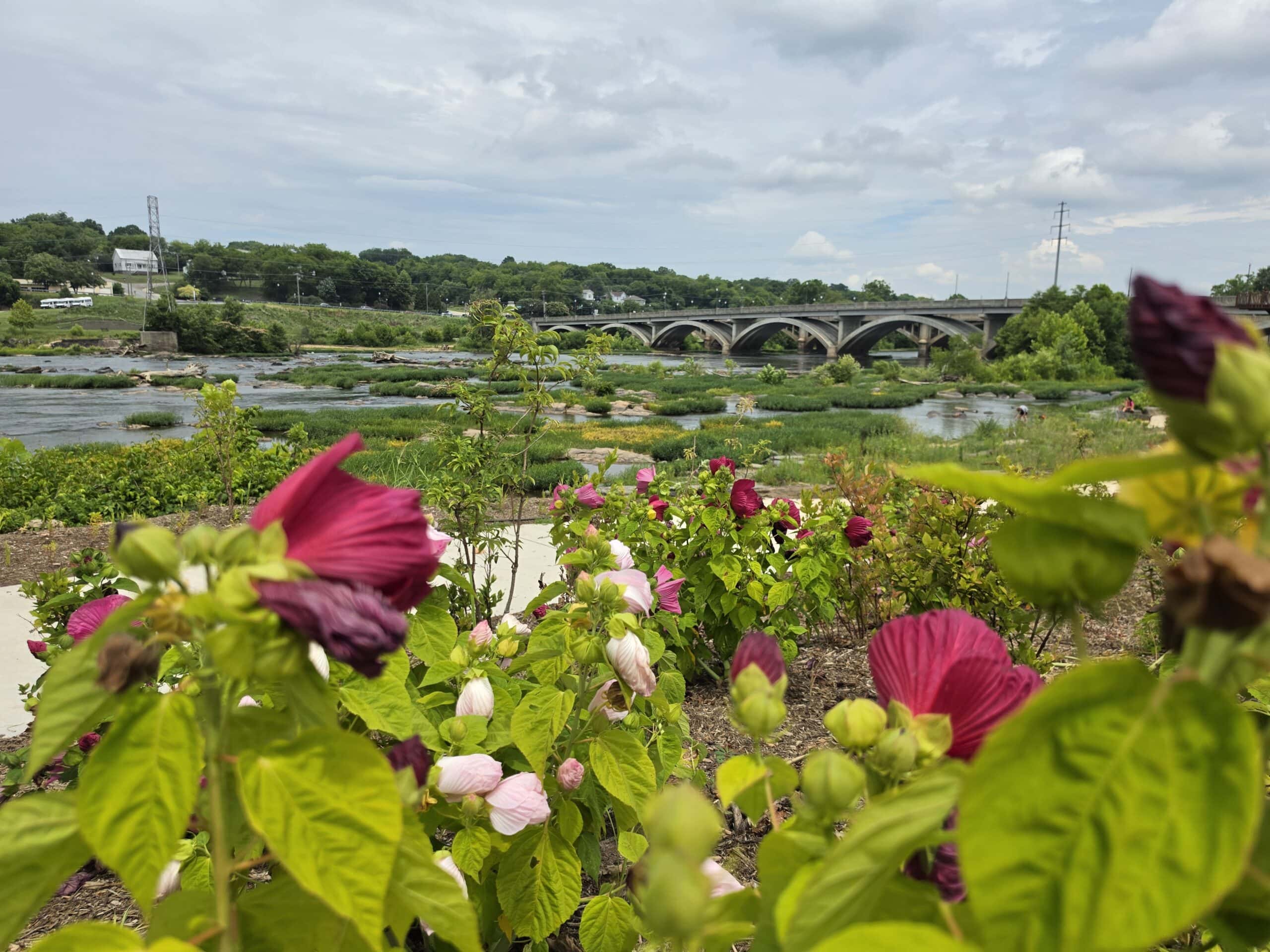 Deep pink and pale pink flowers frame a view across the Dan River from Riverfront Park in Danville VA. The river flows around rocky green islands toward a long arched concrete bridge under a cloudy sky creating a peaceful outdoor option among things to do in Danville VA. Featured Image for the post "8 Things to Do in Danville, VA Worth the Weekend Trip".